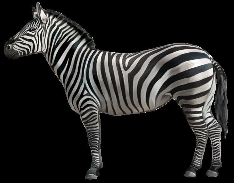 Zebra Zebra Facts History Useful Information and Amazing Pictures