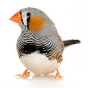 Zebra finch Zebra Finch Personality Food amp Care Pet Birds by Lafeber Co