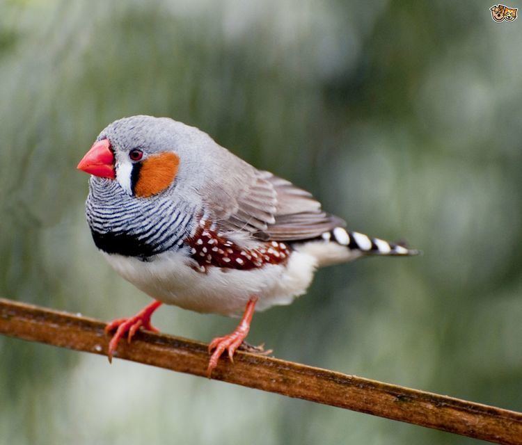 Zebra finch Bird Profile Zebra Finch Pets4Homes