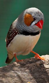 Zebra finch httpsuploadwikimediaorgwikipediacommonsthu