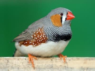 Zebra finch Zebra Finch 16 Piece Blocks Jigsaw Puzzle JigZonecom