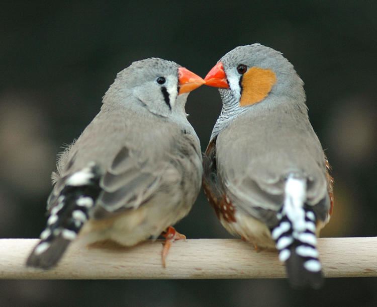 Zebra finch Why Love Matters to a Zebra Finch Audubon