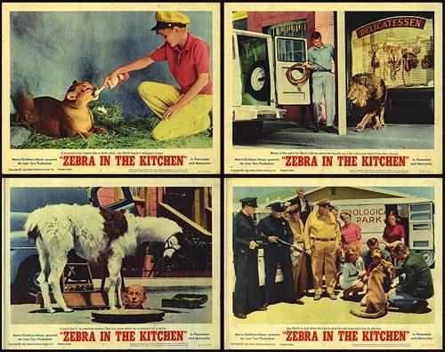 Zebra in the Kitchen Zebra In The Kitchen movie posters at movie poster warehouse