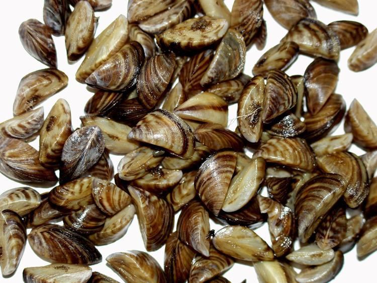 Zebra mussel Zebra Mussels 101 Lake Winnipeg Foundation