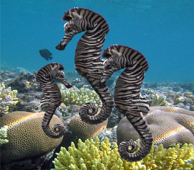 Zebra seahorse https1bpblogspotcomxW3GpmAsVHUWD8okUJBSTI