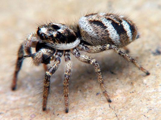 Zebra spider Zebra Spider Zebra Jumping Spider Do My Own Pest Control