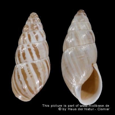 Zebrina detrita Molluscs of central Europe gt Zebrina Zebrina detrita O F Mller