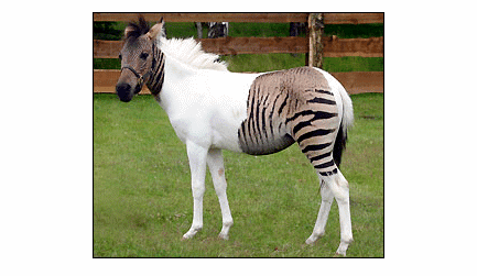 Zebroid Zebroids On Beyond Zebra Mental Floss