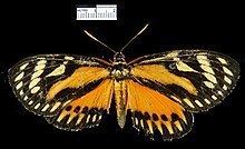 Zegara zagraea httpsuploadwikimediaorgwikipediacommonsthu