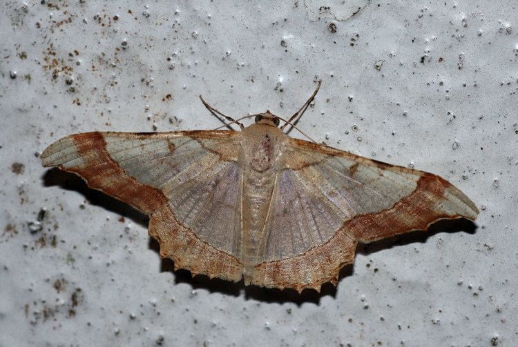 Zeheba aureatoides