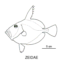 Zeidae fishesofaustralianetauimagesfamilyzeidaegif
