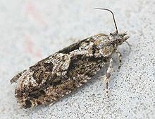Zeiraphera isertana httpsuploadwikimediaorgwikipediacommonsthu
