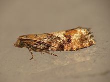 Zeiraphera ratzeburgiana httpsuploadwikimediaorgwikipediacommonsthu