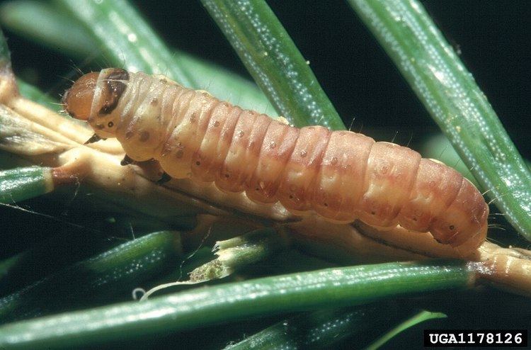 Zeiraphera unfortunana