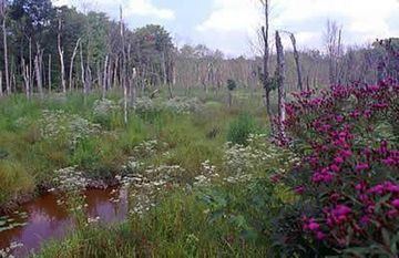Zekiah Swamp Zekiah Swamp A Newbie FriendlyEasy 5 Miles in Cedarville State