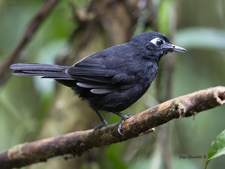 Zeledon's antbird httpsc2staticflickrcom4383815121462526f76