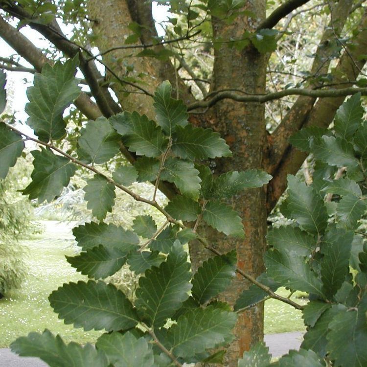 Zelkova carpinifolia Zelkova carpinifolia Caucasian elm Plant Finder GreenPlantSwap