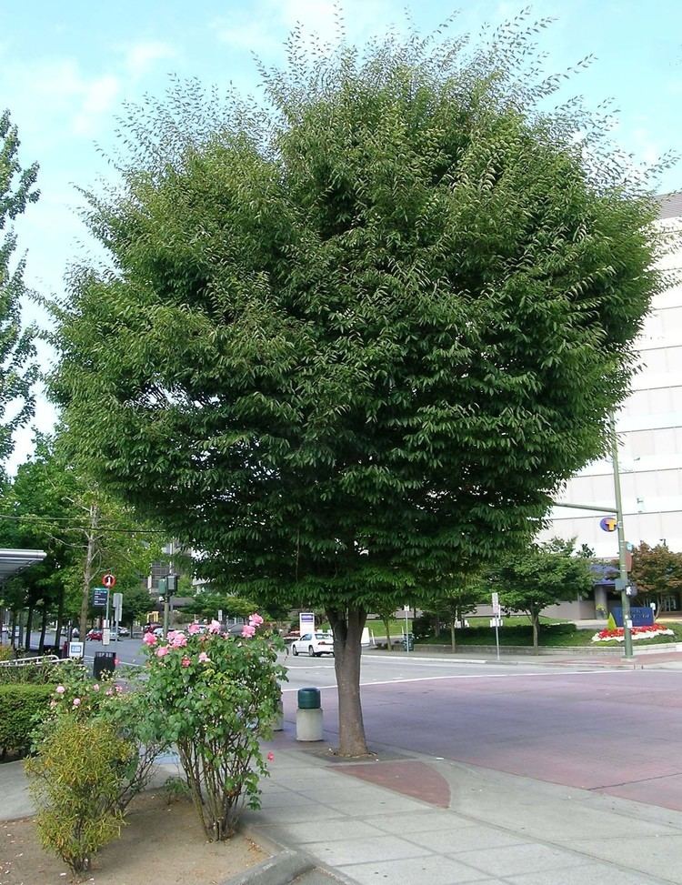 Zelkova Tree Profile for the Japanese Zelkova