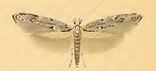 Zelleria oleastrella httpsuploadwikimediaorgwikipediacommonsthu