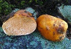 Zelleromyces cinnabarinus httpsuploadwikimediaorgwikipediacommonsthu