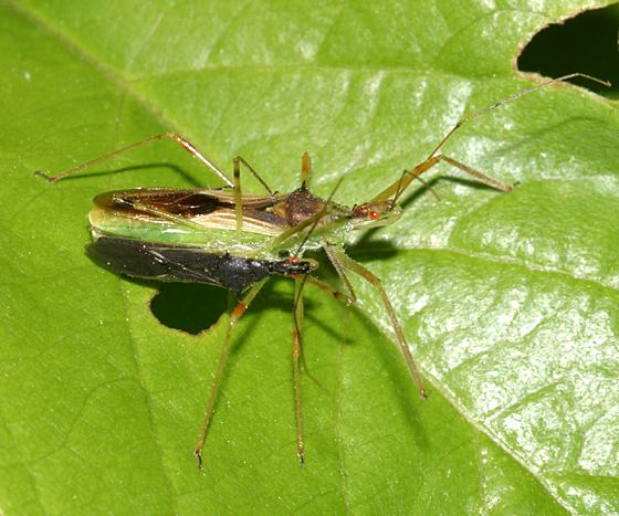 Zelus luridus Mating assassin bugs Zelus luridus BugGuideNet