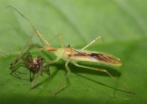 Zelus luridus Assassin Bug Zelus luridus BugGuideNet