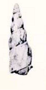 Zemacies torticostata