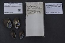 Zemelanopsis trifasciata httpsuploadwikimediaorgwikipediacommonsthu