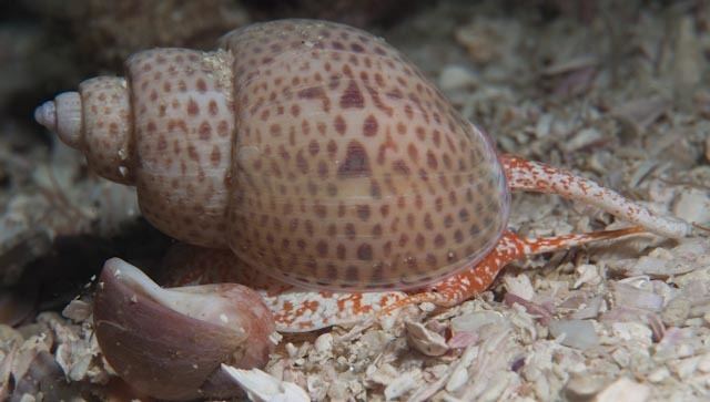 Zemiropsis
