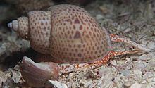 Zemiropsis papillaris httpsuploadwikimediaorgwikipediacommonsthu