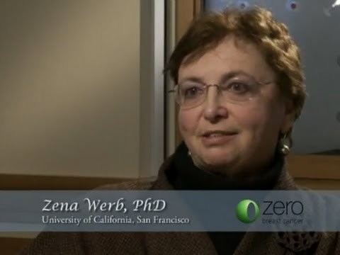 Zena Werb Mary Helen BarcellosHoff PhD Zena Werb PhD Paul Yaswen PhD