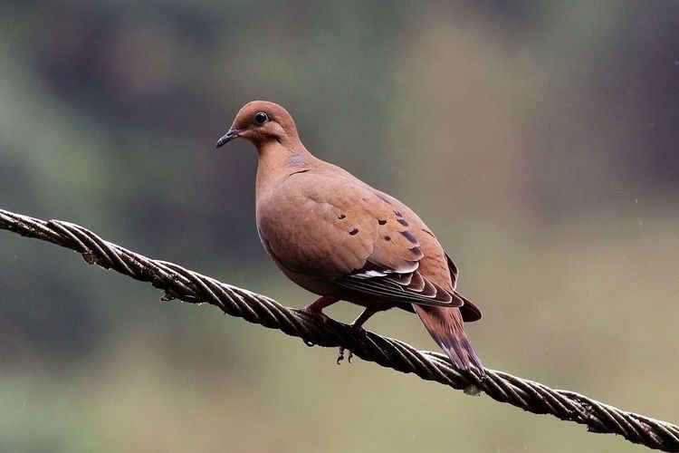 Zenaida dove Zenaida dove Wikipedia