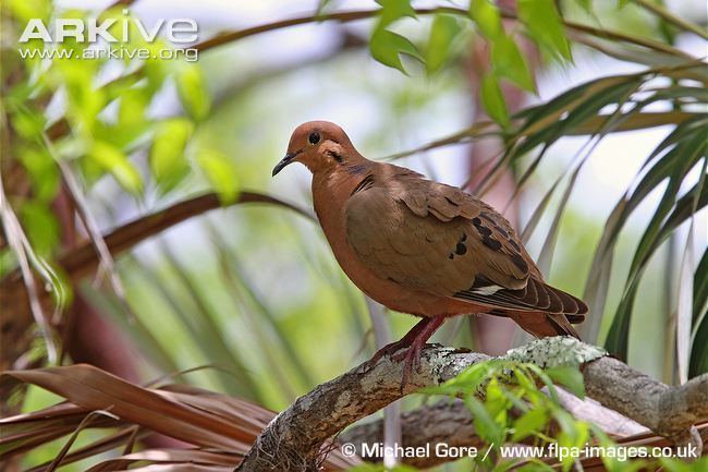 Zenaida dove Zenaida dove videos photos and facts Zenaida aurita ARKive