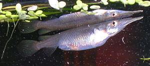 Zenarchopteridae httpsuploadwikimediaorgwikipediacommonsthu
