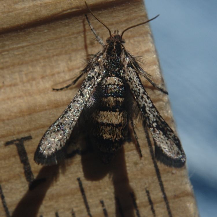 Zenodoxus canescens