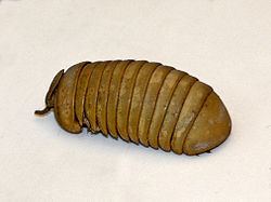Zephronia httpsuploadwikimediaorgwikipediacommonsthu