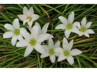 Zephyranthes atamasca Zephyranthes atamasca Atamasco lily NPIN