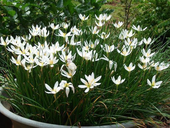 Zephyranthes candida Rain lily Zephyranthes candida Gardens plants flowers trees