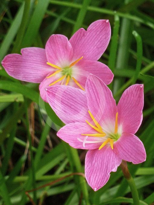 Zephyranthes carinata Zephyranthes carinata Pink Storm Lily RosePink Zephyr Lily