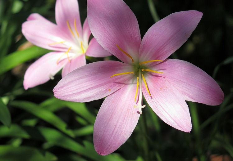 Zephyranthes carinata Fairy lily Zephyranthes carinata Zephirblume This delica Flickr