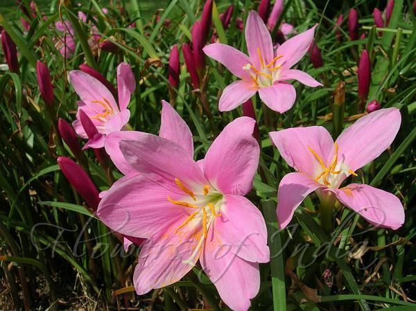 Zephyranthes carinata Zephyranthes carinata Pink Rain Lily
