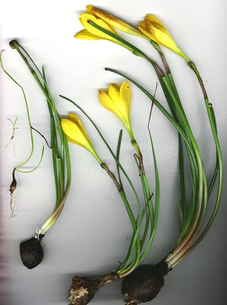 Zephyranthes citrina httpsuploadwikimediaorgwikipediacommonsaa