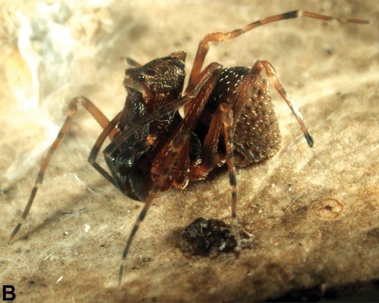 Zephyrarchaea barrettae
