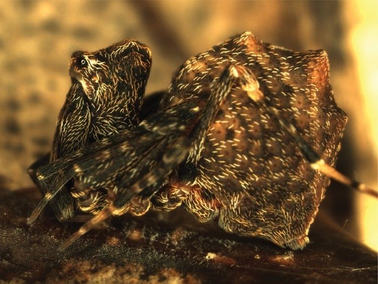 Zephyrarchaea janineae