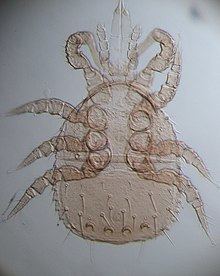 Zerconidae httpsuploadwikimediaorgwikipediacommonsthu