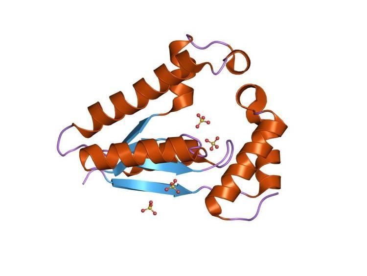 Zeta toxin protein domain