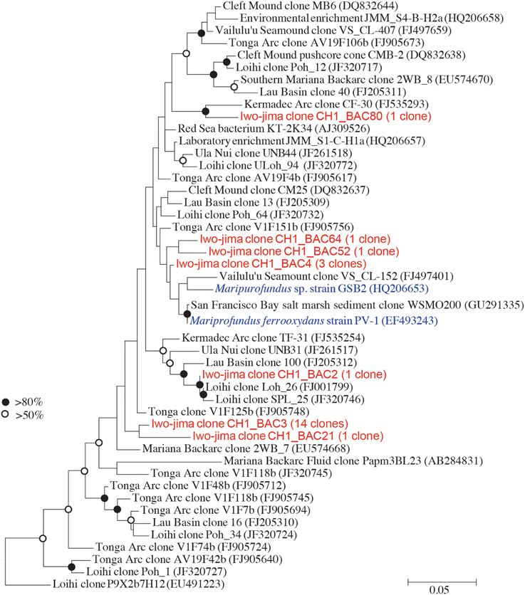 Zetaproteobacteria Frontiers Ecophysiology of Zetaproteobacteria Associated with