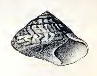 Zethalia zelandica httpsuploadwikimediaorgwikipediacommonsbb