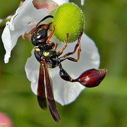 Zethus (wasp) httpsuploadwikimediaorgwikipediacommonsthu
