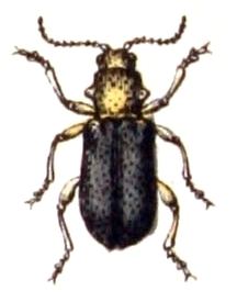 Zeugophorinae